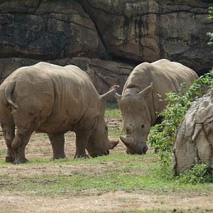 Southern White Rhinoceros Exhibit