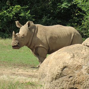 Southern White Rhinoceros Exhibit