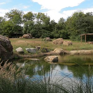 Southern White Rhinoceros Exhibit