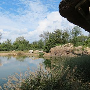 Southern White Rhinoceros Exhibit