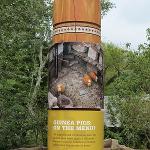 Expedition Peru - Guinea Pig Exhibit