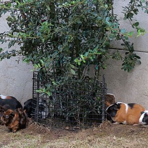 Expedition Peru - Guinea Pig Exhibit