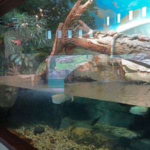 Expedition Peru - Lodge Interior - Reptile and Fish Exhibit