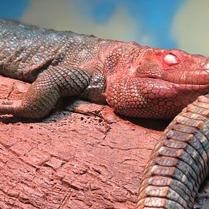 Expedition Peru - Lodge Interior - Reptile and Fish Exhibit - Caiman Lizard