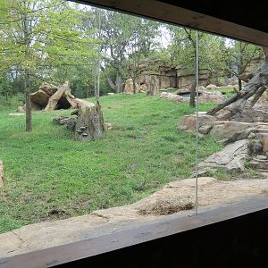 Expedition Peru - Lodge Interior - Andean Bear Exhibit Viewing Window