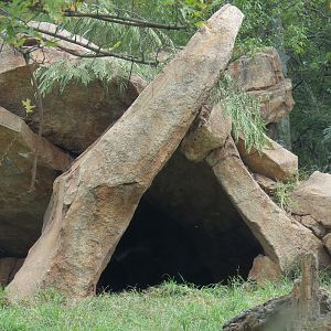 Expedition Peru - Andean Bear Exhibit