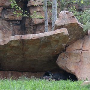 Expedition Peru - Andean Bear Exhibit