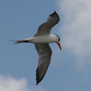 Royal tern