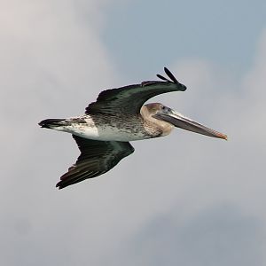 Brown pelican