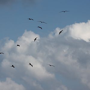Magnificent frigatebirds