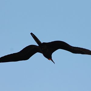 Magnificent frigatebird
