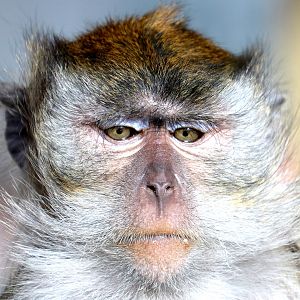 Crab-eating macaque; Southend; 13th February 2019