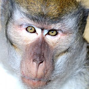 Crab-eating macaque; Southend; 13th February 2019