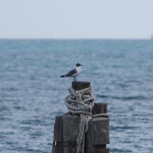Laughing gull - Larus atricilla