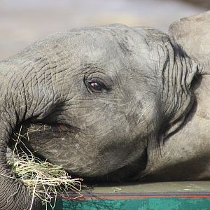 Nusu - Baby Elephant