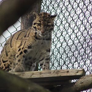 Aranya - Clouded Leopard
