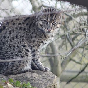 Fishing Cat