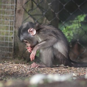 White Naped Mangabey Baby