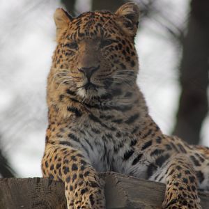 Indo - Chinese Leopard