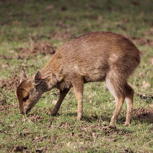 Young Hog Deer