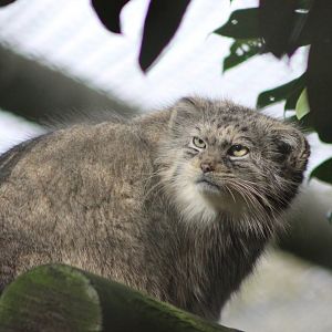 Pallas Cat
