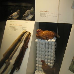 Naturhistorisk Museum Aarhus - Denmark hall