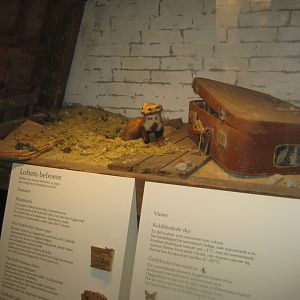 Naturhistorisk Museum Aarhus - Denmark hall