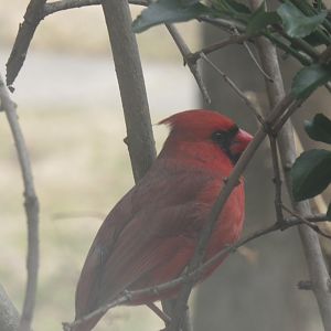 Northern cardinal