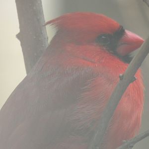 northern cardinal