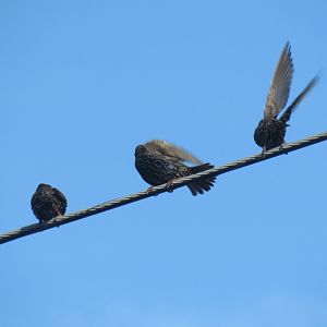 eurasian starlings