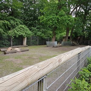 Enclosure Muntjac