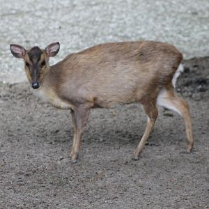 Muntjac