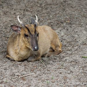 Muntjac