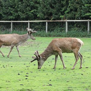 Red deers