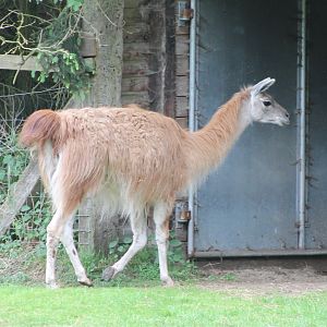 Guanaco