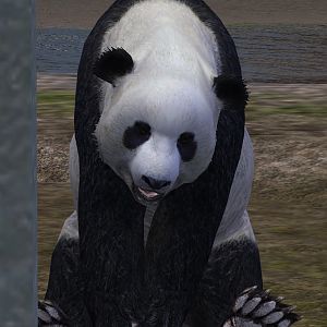 Giant Panda