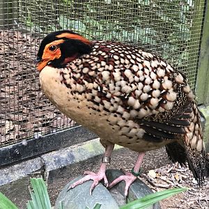 Cabot's Tragopan
