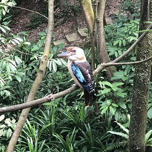 Blue-winged Kookaburra