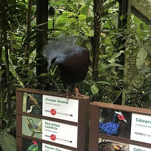 Sclater's Crowned Pigeon