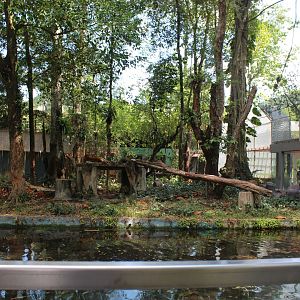 Malayan tiger exhibit