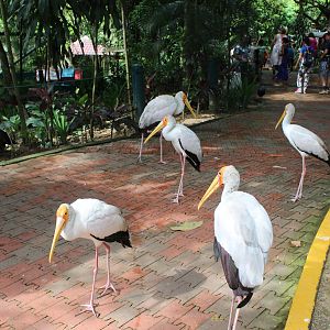 Inside the main aviary
