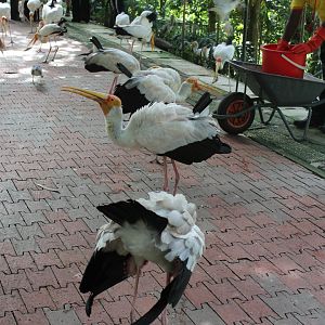 Painted stork or Milky stork?