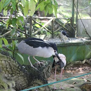 Black capped night heron