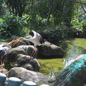 Milky stork fighting