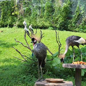 African crowned crane