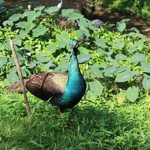 Green peafowl