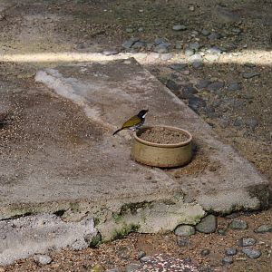 Scaly-breasted Bulbul