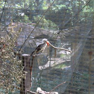 Red billed hornbill