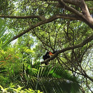Malayan hornbill