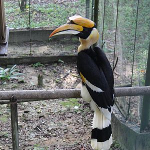 Great Hornbill